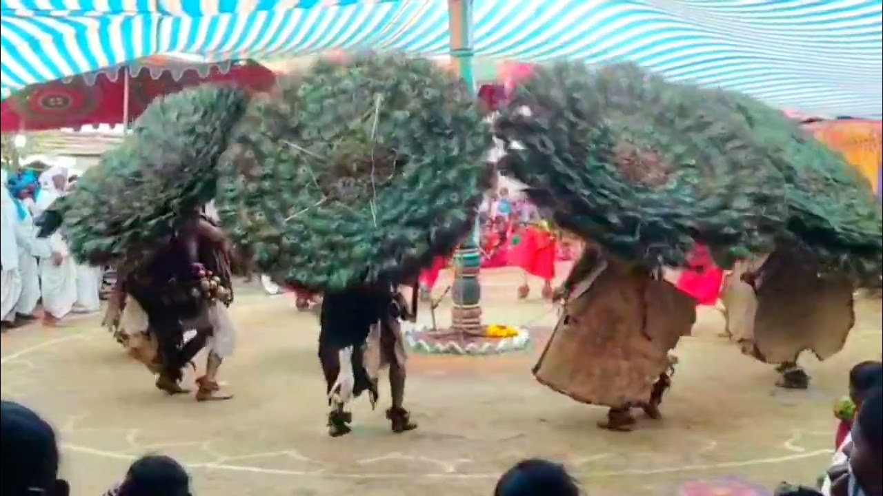 Rasimetta dandari 🦚 at maruthiguda ✨#adivasiculture #dandari