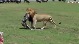 Trending 10 Incredible Moments Of Predators Hunting Baby Animals