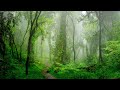 Rainforest rain sounds for relaxing, sleeping or studying