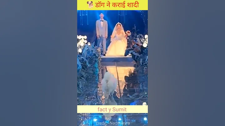 🐕 डॉग और अंगूठी की अजब कहानी||#shorts #short