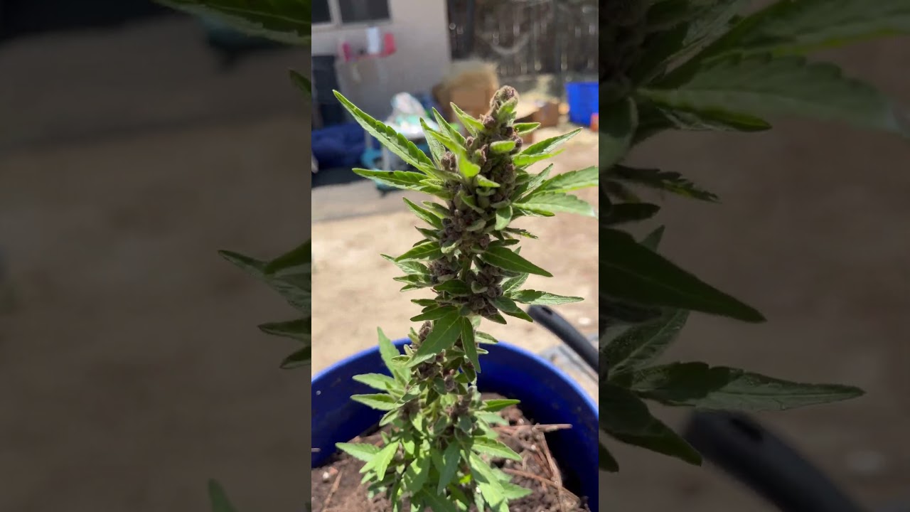 Some auto purple kush outdoor!