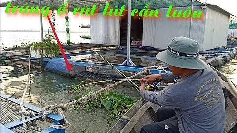 Câu cá trúng ổ cá chép, cá tra, cá trê Khủng mùa gió chướng | Nguyên Khôi bán cần câu T207