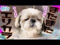 【パラボラキャベツ】またまたエリザベスカラー生活　シーズー犬 【大変】