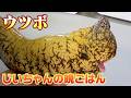 【じいちゃんの晩御飯】ウツボやマツカサウオを天ぷらにしたら危うく大惨事に...！