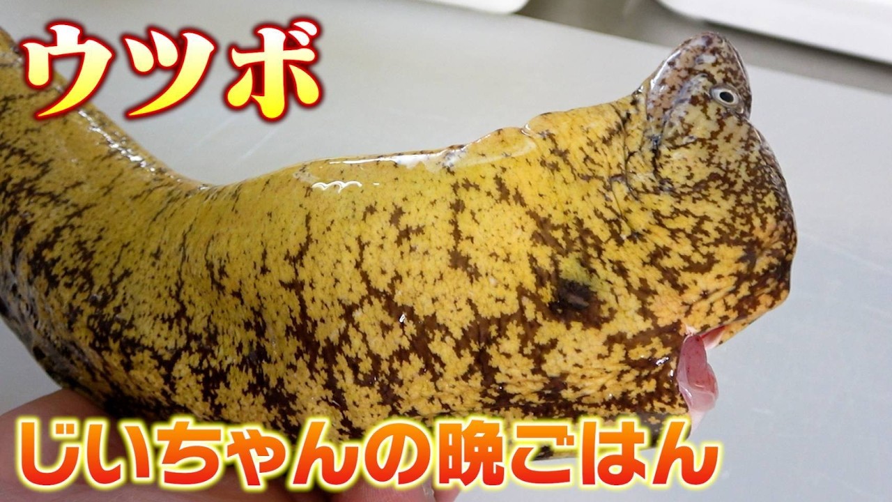【じいちゃんの晩御飯】ウツボやマツカサウオを天ぷらにしたら危うく大惨事に...！