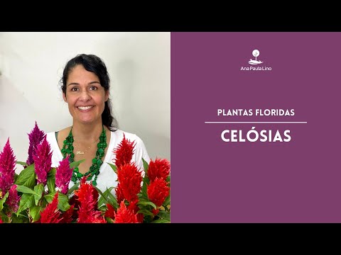 Vídeo: Celosia voltará todos os anos?