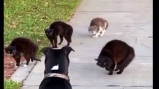 5 Cats VS 1 Dog - @Gusda3rd
