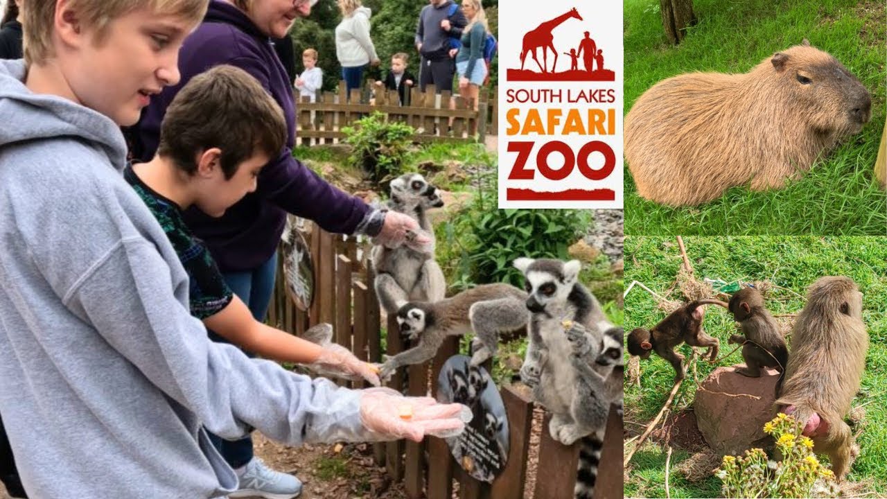 South Lake Zoo, Feeding Lemur's 18th August 2023 YouTube