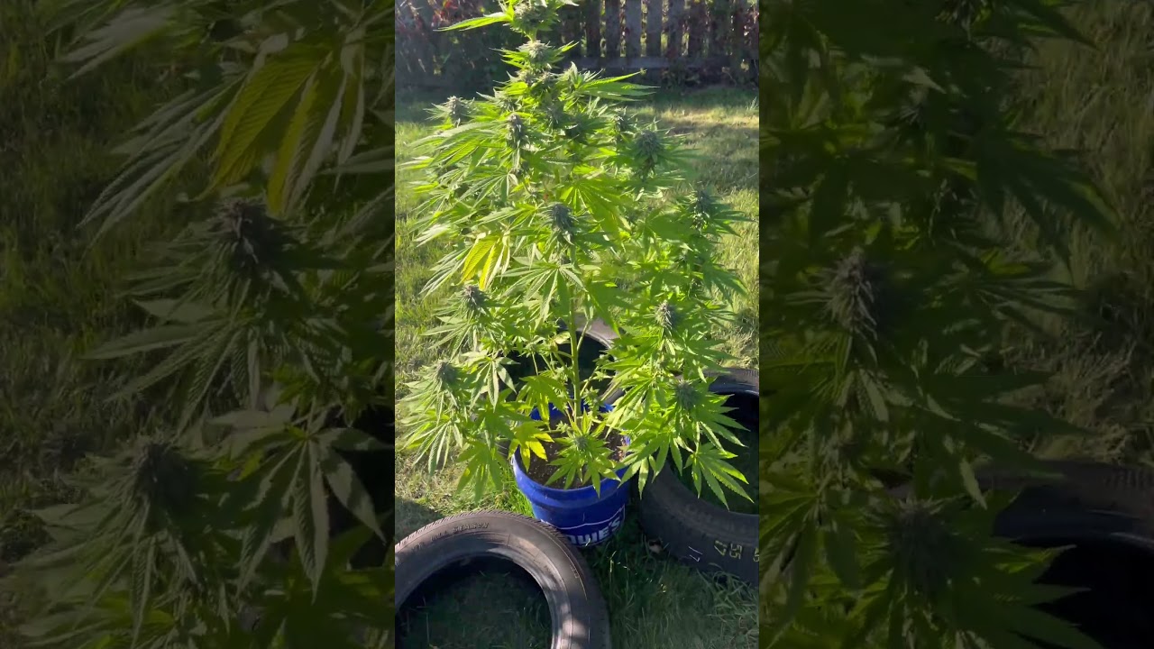 Frosty sticky buds 3 days from harvest