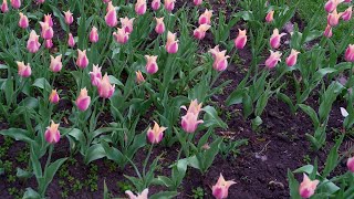 99 Counties of Iowa: Sioux | FIND Iowa