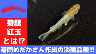 メダカ　菊間メダカさん直系菊銀紅玉　稚魚・若魚8匹 Yahoo!オークション - 「菊銀紅玉」の落札相場・落札価格