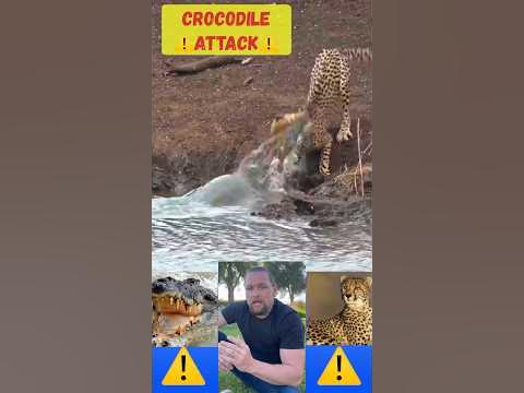 CROCODILE EATS CHEETAH #shorts #animals #animal #wildlife #wildanimals