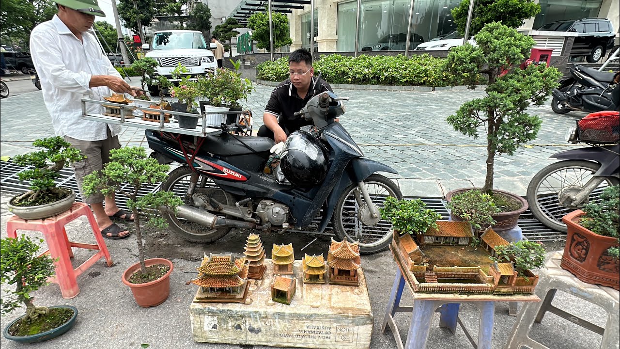 SỐT MUỘI HỒNG BONSAI, BÁO GIÁ CÂY CỦA CHỊ LIÊN, ÔNG TỴ - TOÀN CỦA LẠ