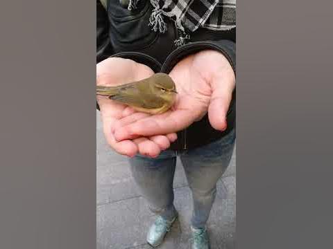 Пташечка змерзла, взяли на руки, щоб зігріти (= - YouTube