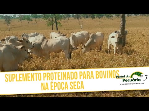 Suplemento Proteinado para bovinos na época seca