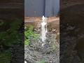 mini fountain pump online 200 rs meesho mini fountain pump for garden