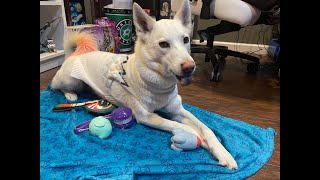 Santa's Workchomp BarkBox Super Chewer Unboxing December 2023