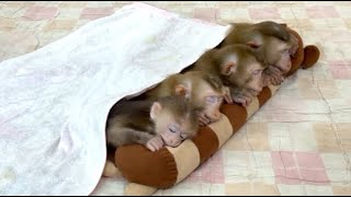 4 Siblings Sleep Very Warm & DEEPLY After Mom Gently Comforting Them ,