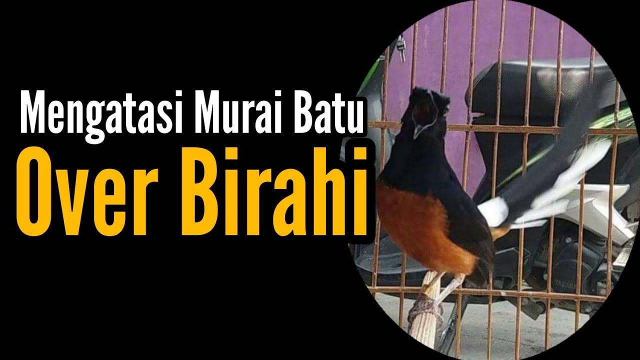 Mengatasi Murai Batu Over Birahi | Kurang Penjemuran | Bengkel Murai Batu