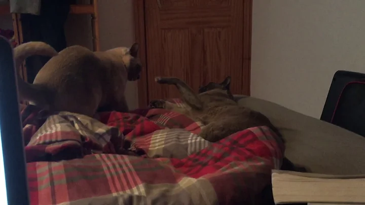 Watch the video about BEAUTIFUL BURMESE CATS FIGHTING!!!