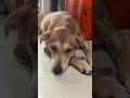 #perritos #cachorro #cachorrosdivertidos #pets #cachorros #short #funny