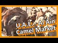 U.A.E. Abu Dhabi - Lively Al Ain camel & cattle market