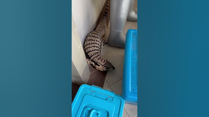 งูหรือถังแก๊ส | #เตกู #Tegu #exoticpet #reptile #สัตว์เลี้ยง #สัตว์เลื้อยคลาน #balconzoo