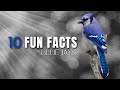 10 fun facts about blue jays  noisy beautiful interesting