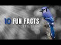 10 Fun Facts About Blue Jays | Noisy, Beautiful, Interesting