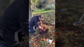 Planting an assortment of daffodils in wild grass to give us a burst colour in spring