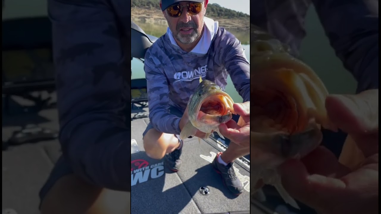 Black Bass fishing in Spain, Extremadura