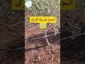 انجح طريقه ري لاشجار الزيتون