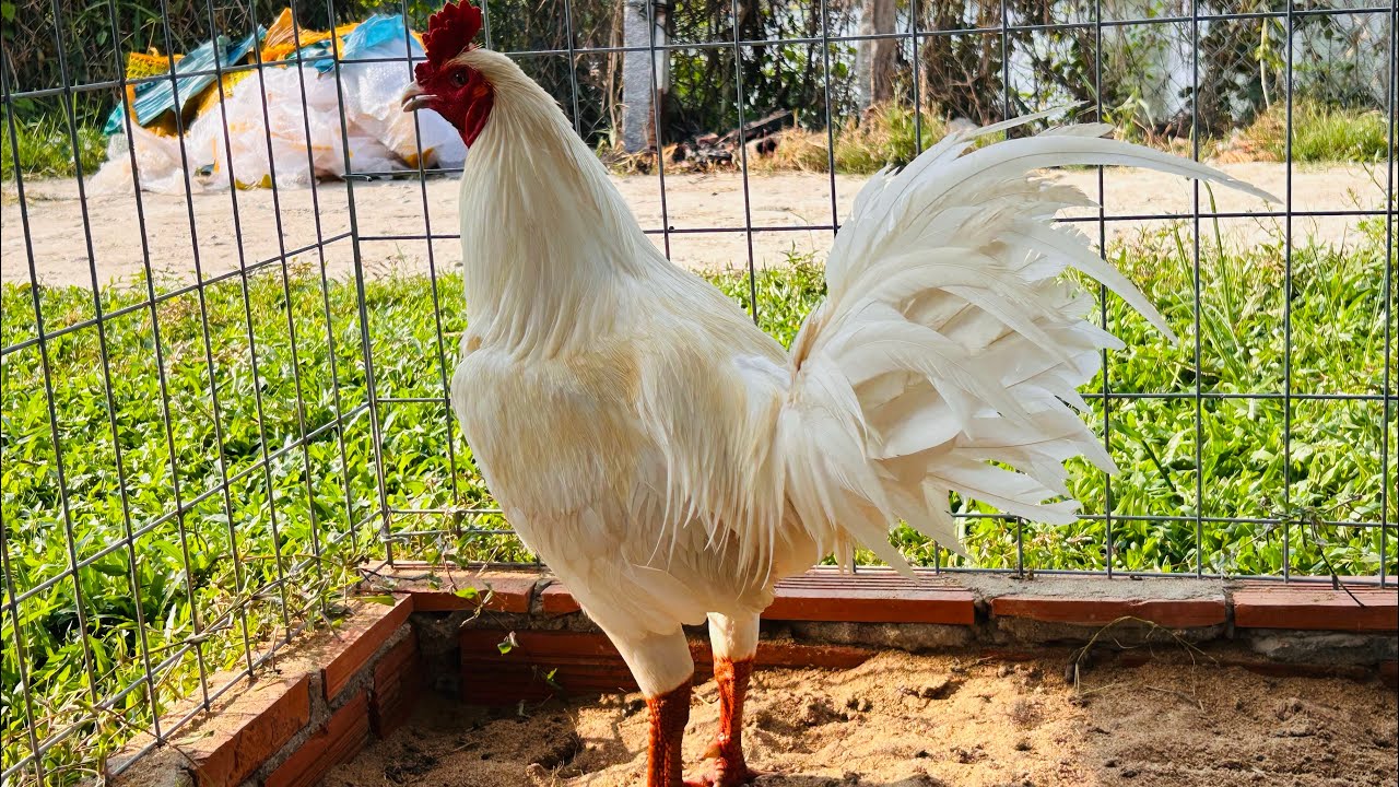 4/3 Chia Sẽ  Đam Mê AE. 0961.496.696