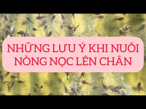 Video: Cách giữ nòng nọc