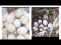 Deredeki ördek yumurtalarını topladık.(Çok yumurta bulduk)