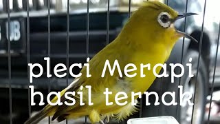 Download Lagu Pleci Merapi hasil ternakan tembakan unik MP3