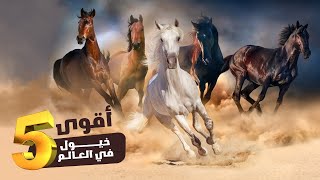 اقوى 5 خيول في العالم !!