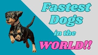 Unbelievable Speed! Fastest Dogs in the World, it will Surprise You! by PuppyNation 157 views 1 year ago 3 minutes, 20 seconds