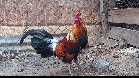 qaib qus f2 qua zoo dib tau02054447366(24.2.2022)