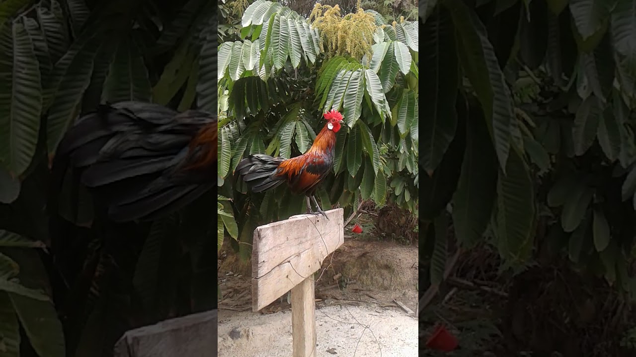 Pikat ayam hutan muda,suara nyaring 