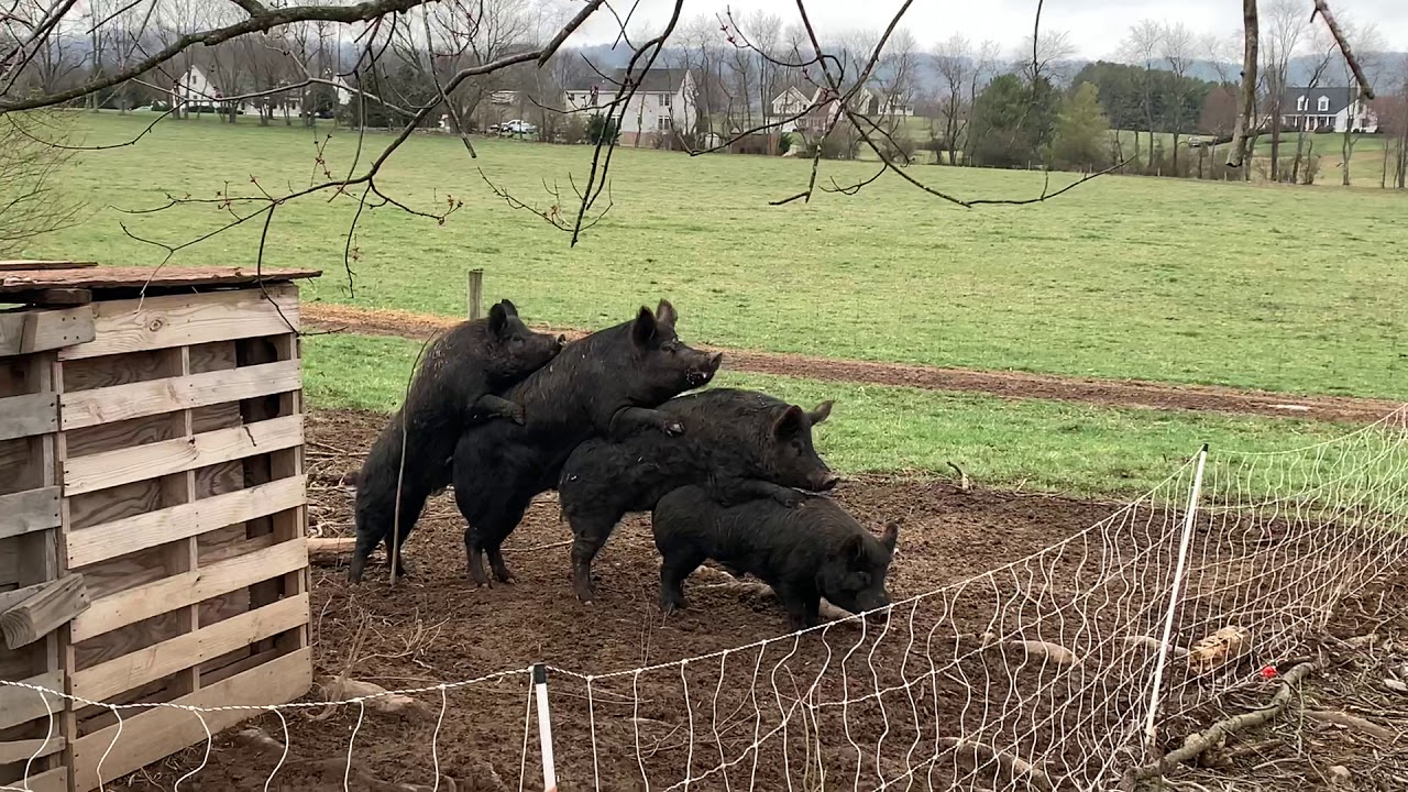 gay scat pig lovers gay scat pig lovers