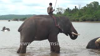 Sakrebailu Elephant Camp In Karnataka Youtube