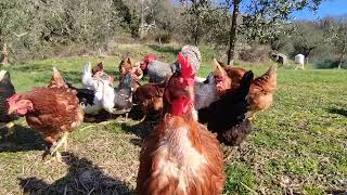 Pollaio con galline galli e anatre 