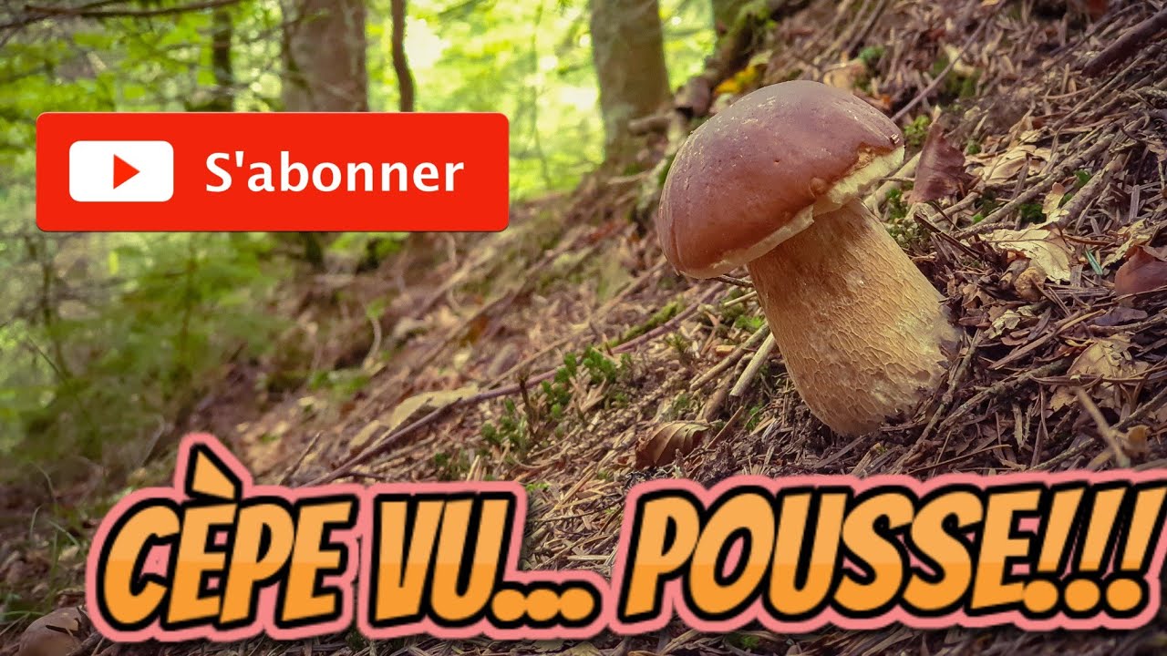 Cueillette des cèpes: Je laisse un bouchon pousser sur 3 jours! [Cueillette  des champignons 2020]
