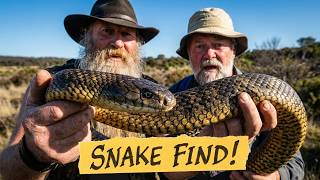Tassie Herping: Tiger Snakes & Lowland Coppers with Martin Daniel!