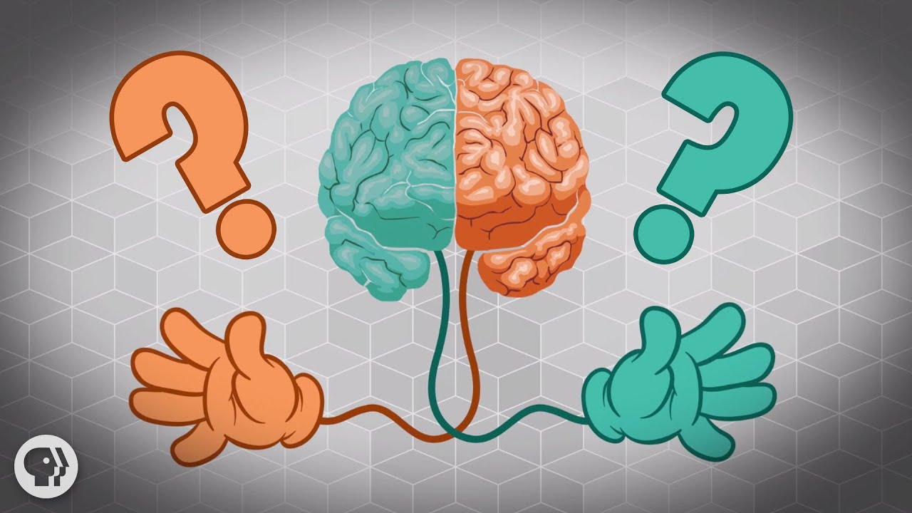 Left-handed people more intelligent  Left hand preference makes you more  clever