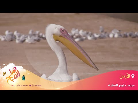 هذا الصباح مرصد طيور العقبة ملتقى ل7 5 ملايين طائر بموسم الهجرة