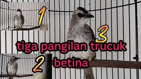 Tiga pangilan Trucuk betina saling bersahutan//Sangat cocok untuk meningkatkan birahi trucuk jantan