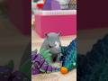 BEST Animal 3D Prints with AMS 🔥#3dprinting #bambbambo #3dprints