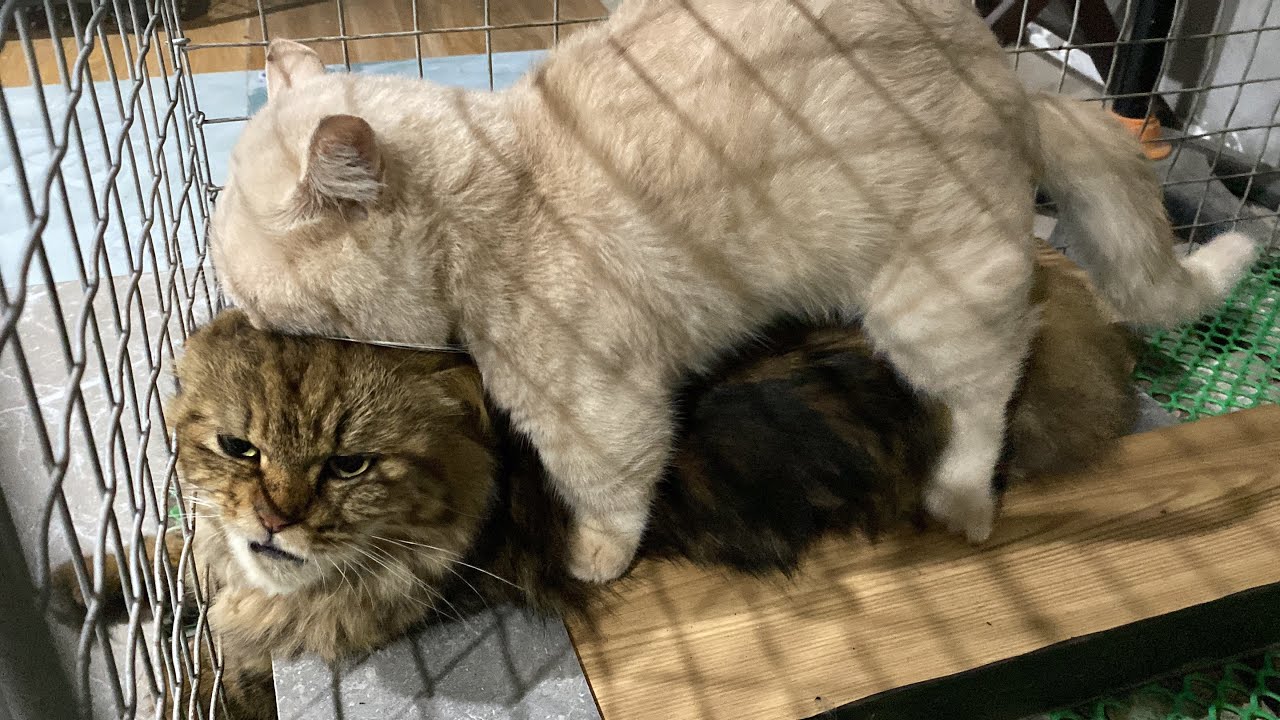 Cat in heat 😻 || Bơ vs Mino7 || Munchkin Mate || Cat breeding 😺